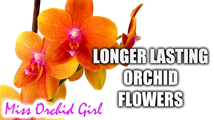 How to make Orchid blooms last longer - DayDayNews