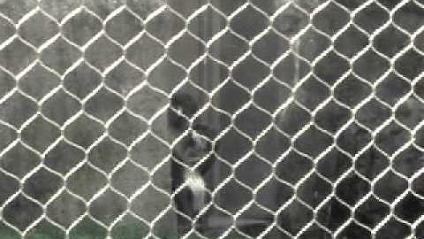 BZG Animal Guessing Game - World