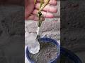 New Technique For Mango Grafting || With Water & Rooting Hormone ||,💯% Successful Technique