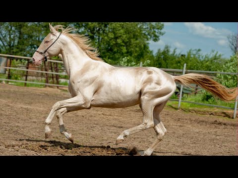 Video: Akhal-Teke Horse Breed Hypoallergenic, Health And Life Span