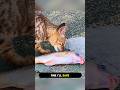 I Can’t Even Fish in Peace… These Cats Keep Taking Over #shorts #cat #cats #pets
