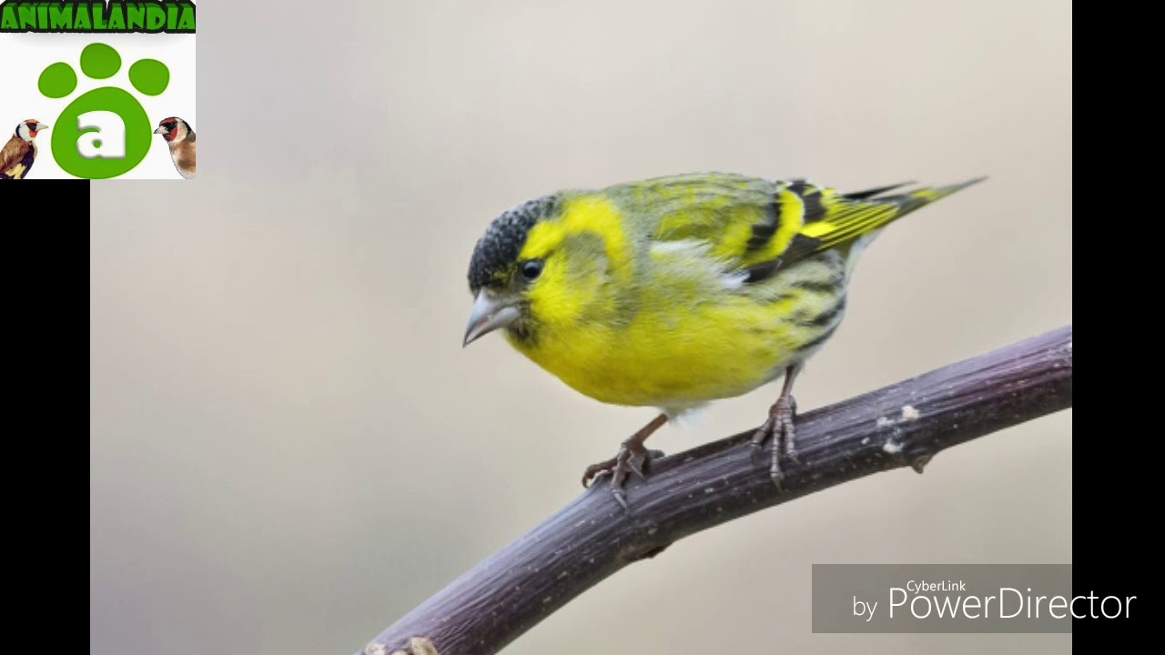 💽CD CANTO LUGANO🎶 🐦🐥🔝🛑DESCARGAR 🛑🔝