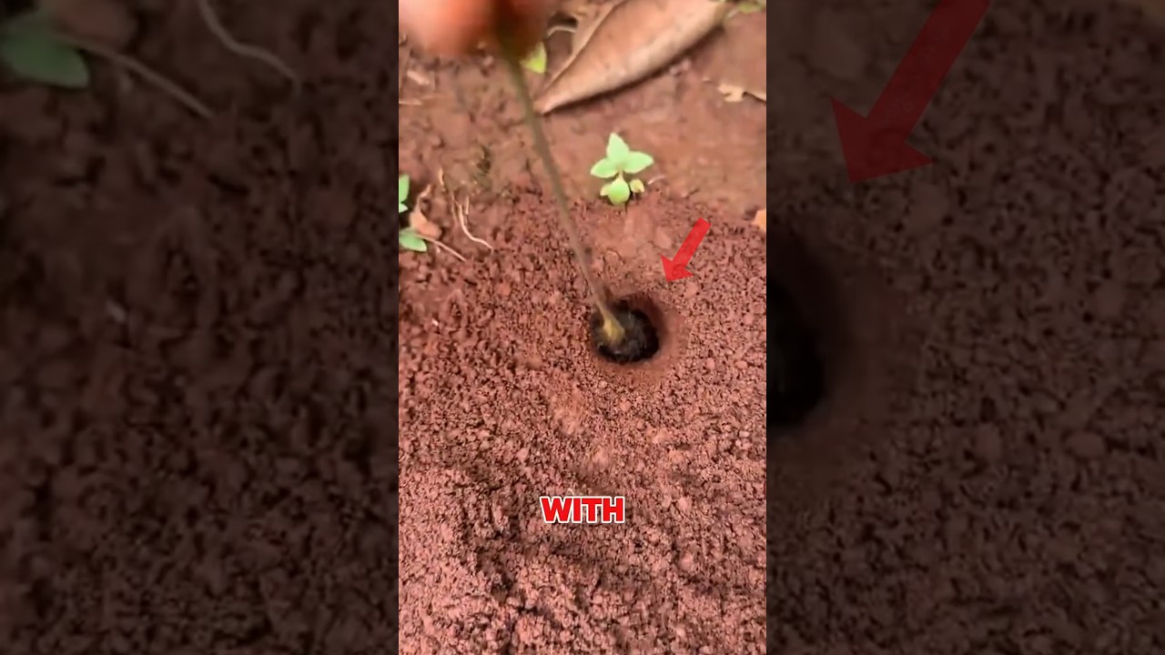 The Chinese Ant Hack 