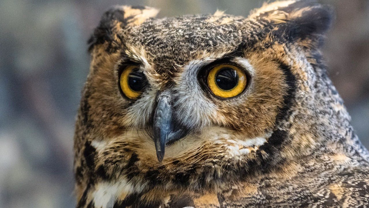 Owls of New York YouTube