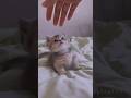 happy little kitten 😻😺 #shorts #cat #cats