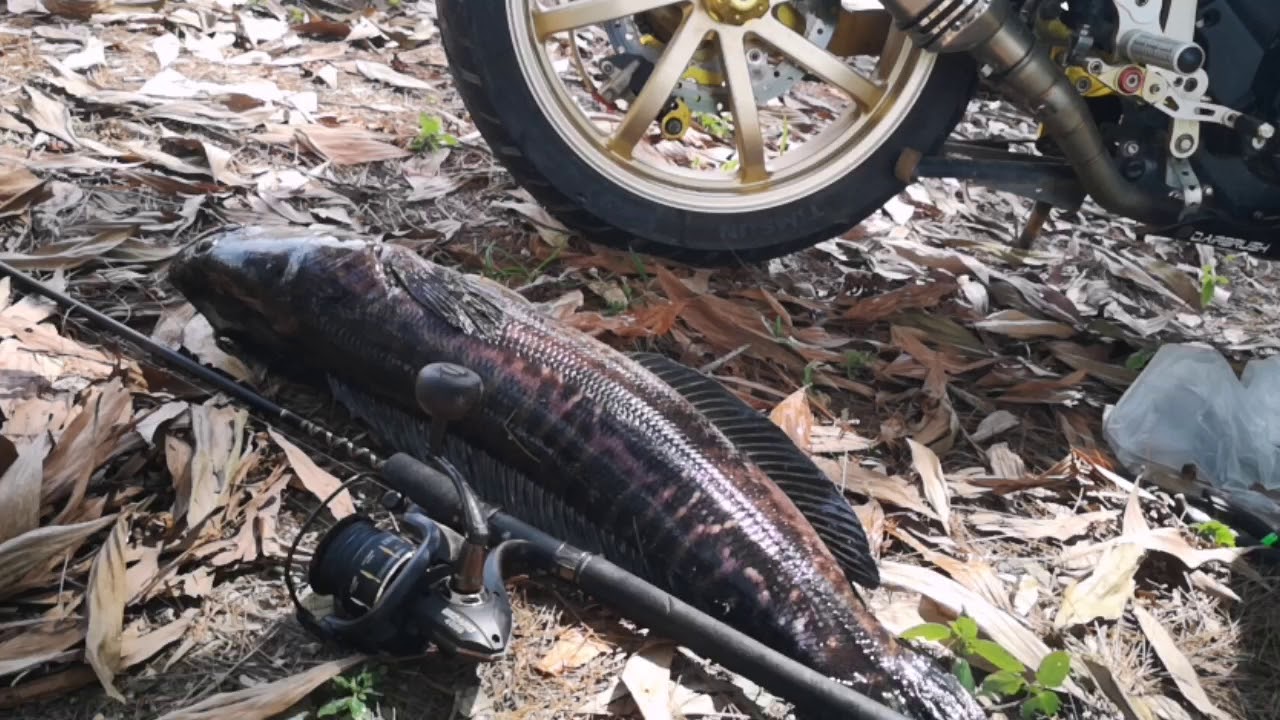 Mancing toman umpan keli
