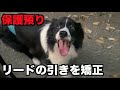保護犬ボーダーコリー・引っ張り矯正【12日目】