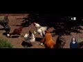 Gallinas felices: La nueva forma más ecológica de producir huevos - CHV Noticias