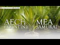 Aechmea chantinii 'samurai' | Bromeliad | Tanaman hias bunga bromelia