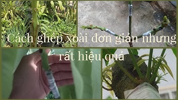 Cách ghép xoài đơn giản nhưng lại rất hiệu quả -  The latest technique of grafting #0177
