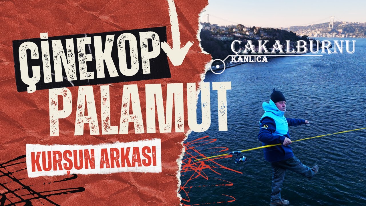 ÇAKALBURNU KURŞUN ARKASI ÇİNEKOP PALAMUT SARIKANAT EYÜP REİS ÇILDIRDI #balıkavı #öneçıkar #istanbul