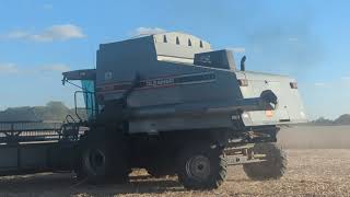 The Grey Beast Attacking a Deer &amp; a Hawk - 1992 AGCO R72 Gleaner - Soybeans  #harvestchaser