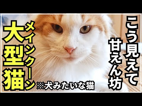 ママだけにはめっぽう弱い大型猫メインクーン