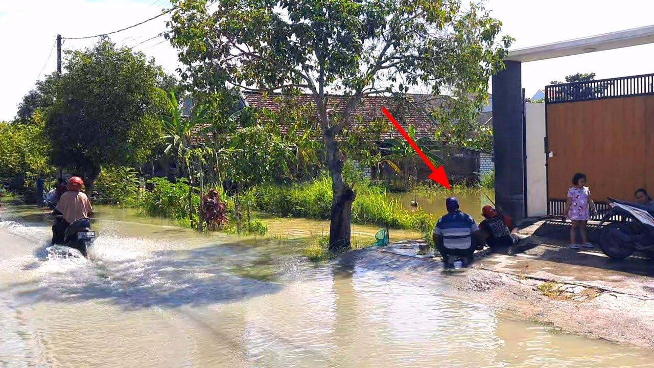 Kolam jebol.. Ikan mas besar bermunculan sampai kuwalahan strike