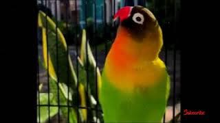 Download lagu Masteran Lovebird Betina Konslet Durasi Panjang