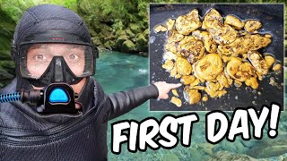 Hookah Diver Discovers Pile Of GOLD In New Zealand!