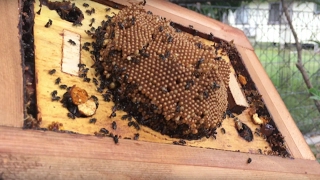 Stingless bee hive split