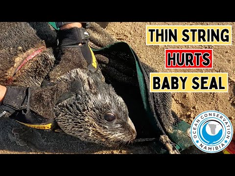 Thin String Hurts Baby Seal 
