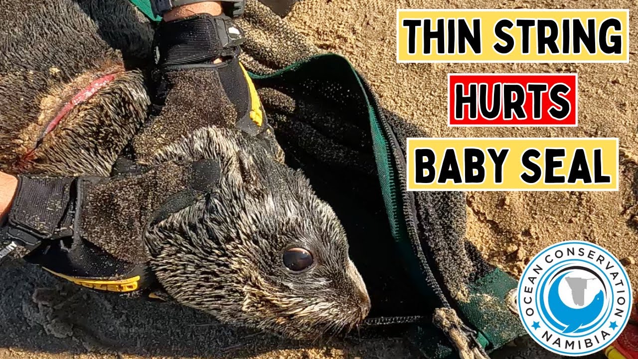 Thin String Hurts Baby Seal 