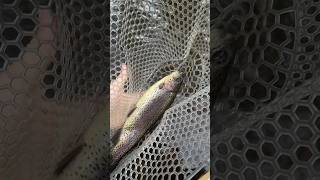 Beautiful Rainbow trout at the stream today#fishing