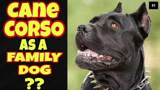 Cane Corso as a family dog in Hindi | Best family dog series |  Petsinfomania by PetsInfomania (PI) 2,463 views 1 year ago 3 minutes, 49 seconds