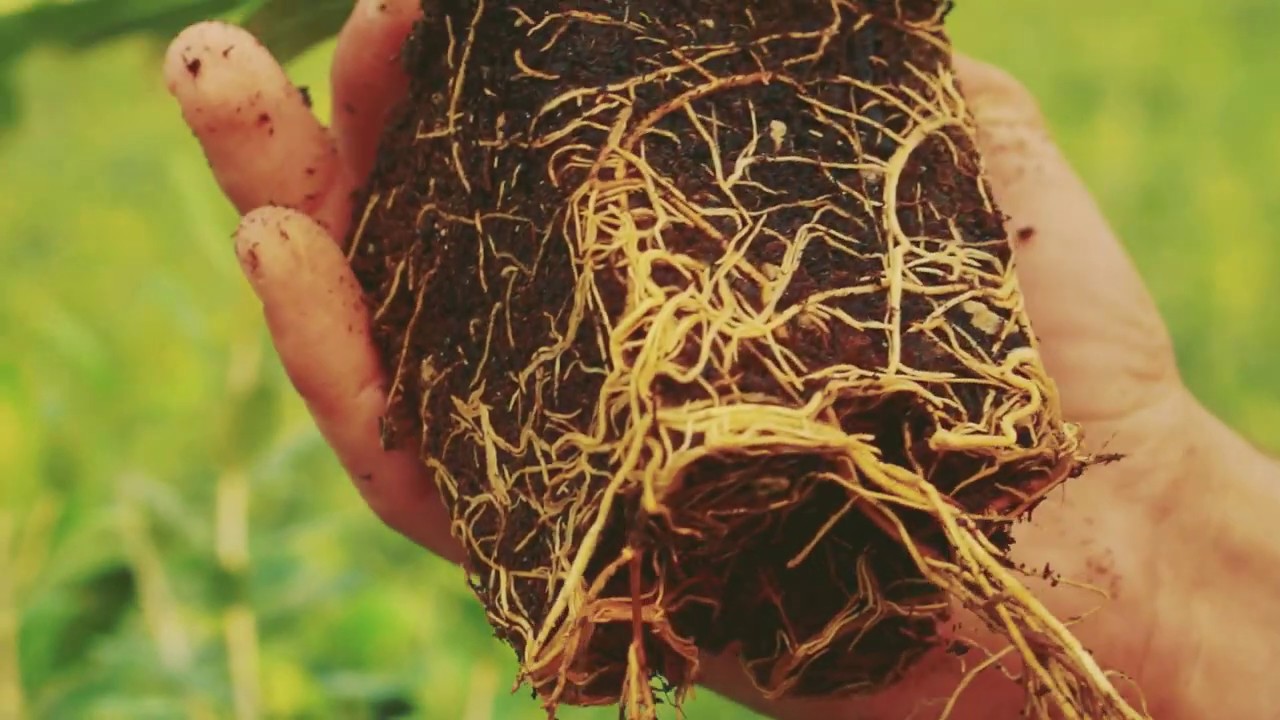 Vivai Oliveti d’Italia Favolosa fs-17 : dalla riproduzione delle piante fino alla consegna