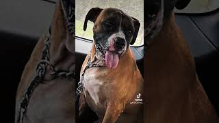 The Little Nitroglycerins. Jayden, Isabella, Jaxon, Harli Quinn, Colt, Buddy, Cisco, Connor, Gunner