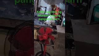 #mypit #alagangpusa