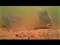 How Commercial Carp React to Your Bait Underwater!