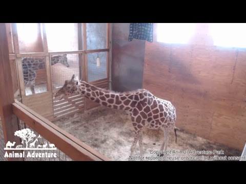 camera iphone 8 plus apk April the Giraffe Cam - Animal Adventure Park