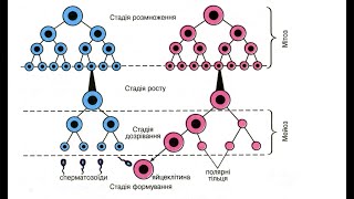 XAYVONLARDA JINSIY XUJAYRALARINI YETILISHI. GAMETAGENES