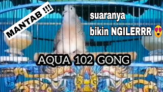 MANTAP PERKUTUT BANGKOK SUARA MERDU PRODUK AQUA BIRD FARM ||  PANCINGAN PERKUTUT BANGKOK