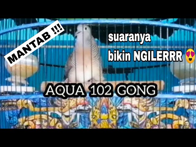 MANTAP PERKUTUT BANGKOK SUARA MERDU PRODUK AQUA BIRD FARM ||  PANCINGAN PERKUTUT BANGKOK class=