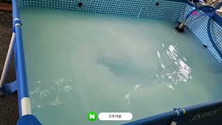 [오투버블] 마이크로버블 발생장치 테스트 MICRO BUBBLE GENERATOR TEST VIDEO IN INTEX POOL