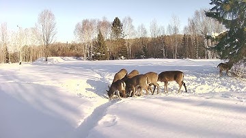 Reolink Captures: Winter Fairy Tale