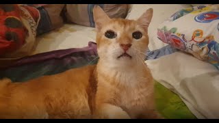 Hungry Cat at Midnight [Kucing Lapar Tengah Malam] by Tommy and Family 203 views 2 years ago 6 minutes, 22 seconds