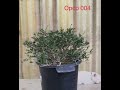 AHEAD Thailand Operculicarya Pachypus OPCP004 The Madagascan Bonsai Masterpiece #Operculicarya