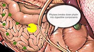 What is phytase?