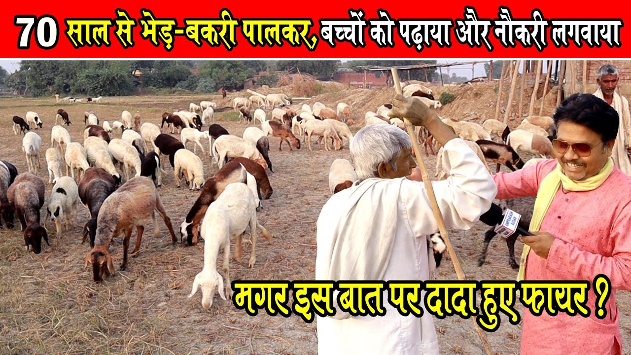 70 साल से भेड़-बकरी पालकर ,बच्चों को पढ़ाया। 8572923126। 70 Sal Se bhed ...