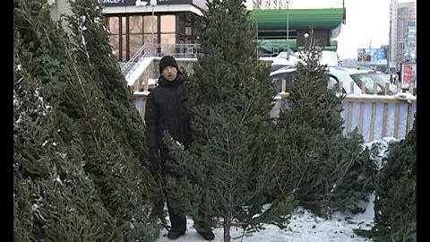 Насекомые как дополнение к елке