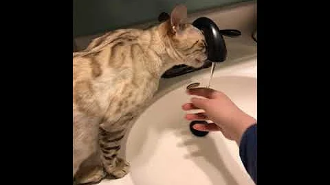 Video 675541: lynx bengal cat, lynx point bengal, bengal cat drinking, spotted bengal cat, silver bengal cat, bengal cat showing, breeding quality, purebred