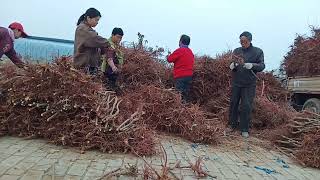 果树种植中怎样能提高成活率和生根能力，并且减少根系发病。