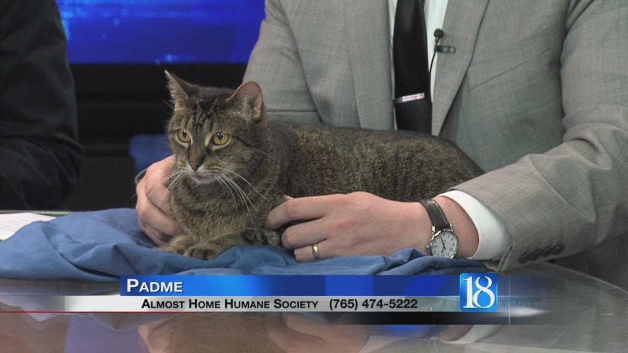 Padme the Cat Pet of the Week for May 30 YouTube