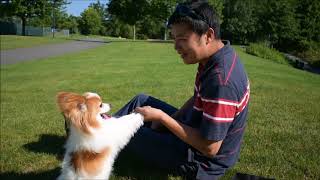 My Dog And I, Summer Chill Out, Bj Land, 2017