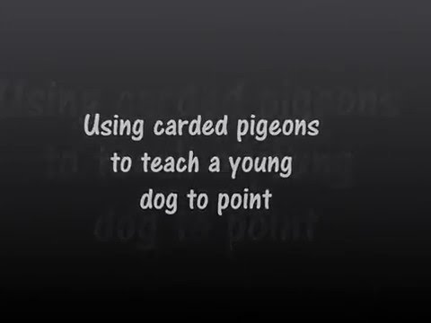 Carded pigeons for teaching dogs to point