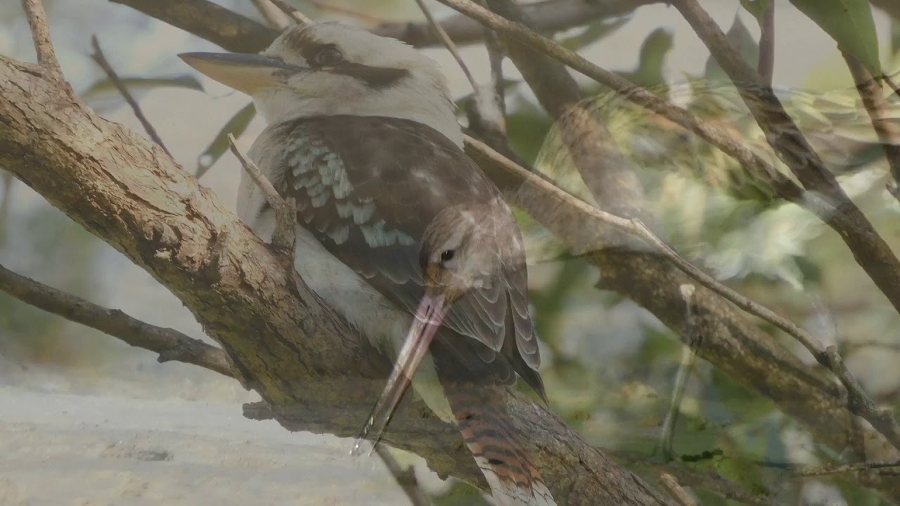 The birds of Sydney (check description to see species)