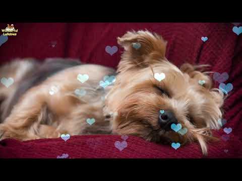 Super Relaxing Music For Dogs And Puppies ♫ Stress Relief For Your Dog Within 5 Minutes