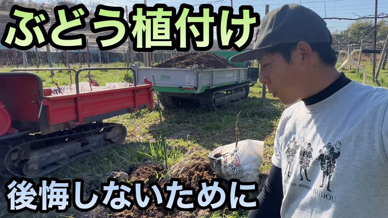 ぶどうの植付けで後悔しないために〜短梢栽培で最初に気をつけるポイント〜2023-03-25