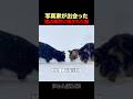 雪の廃村で出会った、取り残された猫たち
