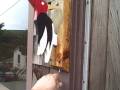 Woodpecker Doorknocker Woodpecker Doorknocker